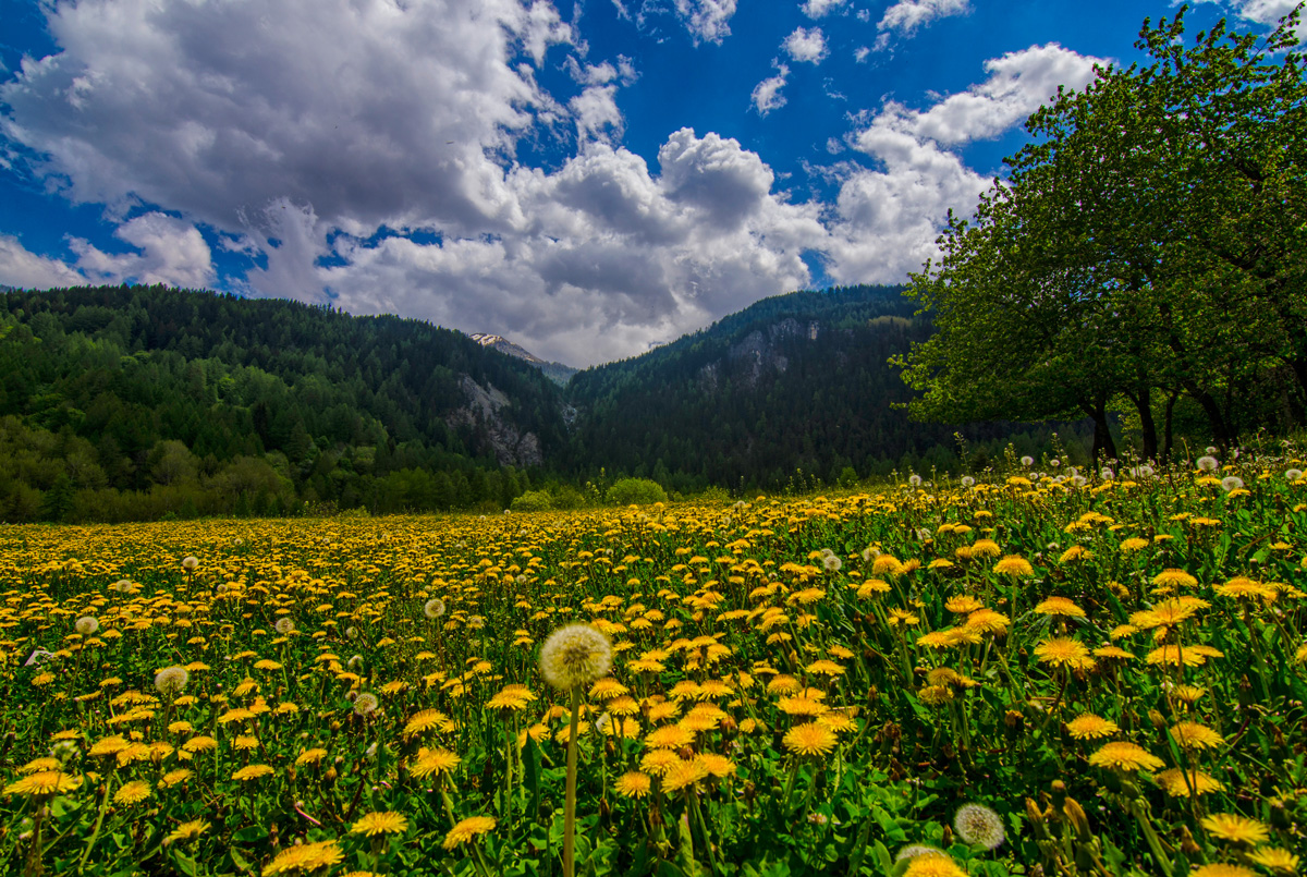 Proprietà e benefici del tarassaco